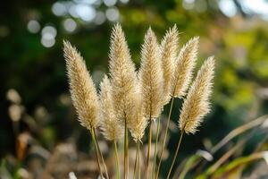 Soft, golden grass plumes against a blurred background. photo