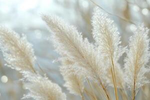 Soft, fluffy pampas grass swaying in gentle light. photo