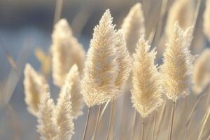 Soft, golden pampas grass swaying in gentle light. photo