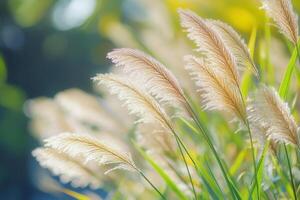 Soft, golden grasses swaying gently in sunlight. photo