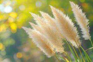 Soft, golden pampas grass swaying in gentle sunlight. photo