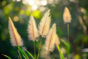 Soft, golden pampas grass swaying in gentle sunlight. photo