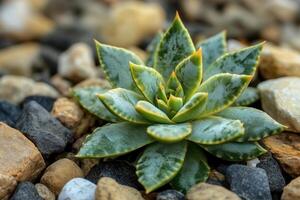 Succulent plant among pebbles in a natural setting. photo