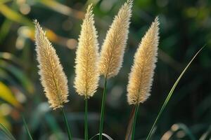 Soft, golden pampas grass swaying in the sunlight. photo