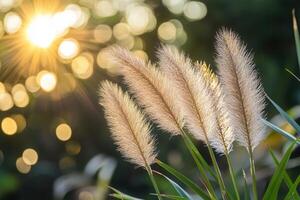 Sunlit grasses glowing in a natural setting. photo