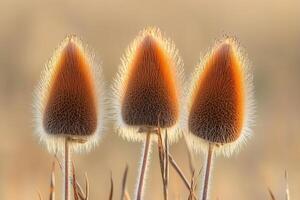 Three mushrooms with fuzzy caps in soft lighting. photo