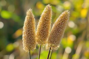 Three golden flower spikes in natural setting. photo