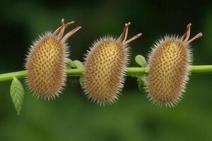 Three spiky seed pods on a green stem. photo