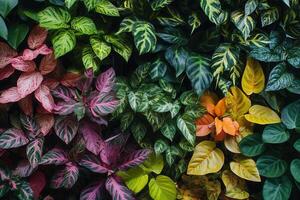 Vibrant assortment of tropical plants in various colors. photo