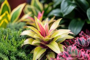 vibrante surtido de interior plantas con vistoso follaje. foto