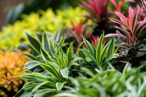 vibrante surtido de ornamental plantas y follaje. foto