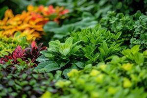 Vibrant assortment of lush, colorful plants and foliage. photo