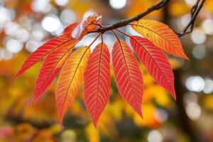 Vibrant autumn leaves showcasing seasonal colors. photo