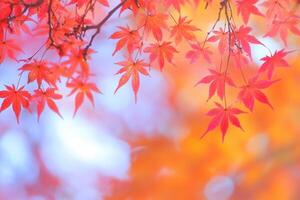 Vibrant autumn leaves against a soft background. photo