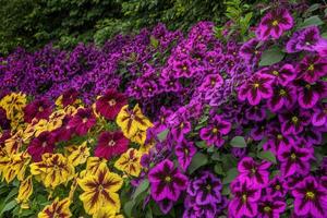 Vibrant flower garden with purple, yellow, and red blooms. photo