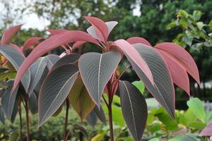 Vibrant leaves showcasing unique colors and patterns. photo