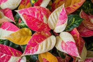 Vibrant leaves with pink, yellow, and green patterns. photo