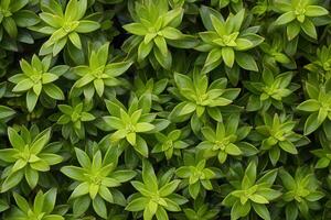 Lush green succulent leaves arranged closely together. photo