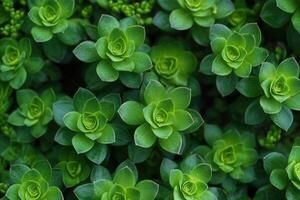 Lush green succulent plants in a vibrant arrangement. photo