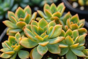 Lush green succulent plants with vibrant leaf tips. photo