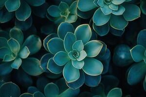 Lush green succulent plants with intricate leaf patterns. photo