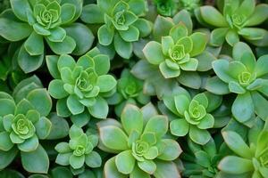 Lush green succulents in a vibrant arrangement. photo