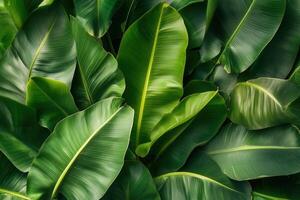 Lush green tropical leaves creating a vibrant backdrop. photo