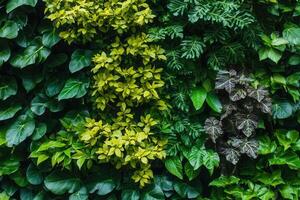 Lush green wall featuring various plants and foliage. photo