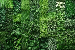 Lush green wall of various plant species. photo