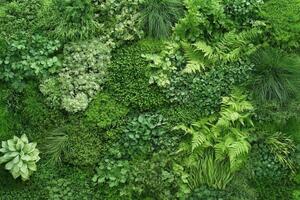 Lush green wall featuring various plant textures. photo