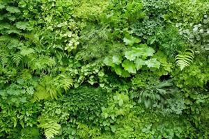Lush green wall of various plants and foliage. photo