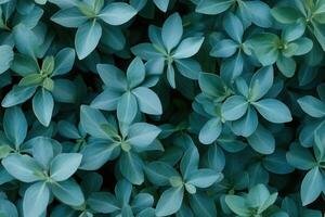 Lush greenery featuring vibrant, textured leaves. photo