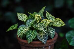Lush potted plant with intricate leaf patterns. photo