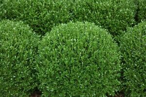Lush green spherical shrubs in a neat arrangement. photo