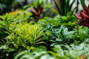 Lush greenery featuring various plants in vibrant colors. photo