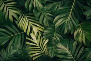Lush green tropical leaves creating a vibrant backdrop. photo