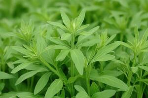 Lush green plants with vibrant leaves in a natural setting. photo