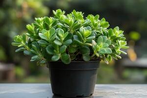 Lush green succulent plant in a black pot. photo
