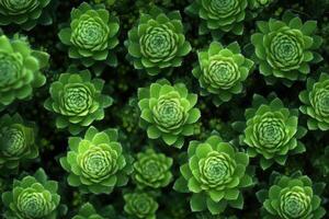 Lush green rosettes of succulent plants in a vibrant display. photo