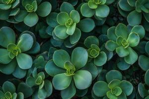 Lush green succulent plants arranged in a vibrant pattern. photo