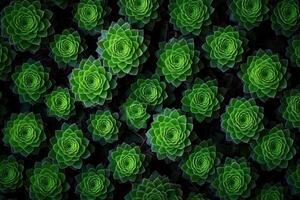 Lush green succulent plants arranged in a vibrant pattern. photo