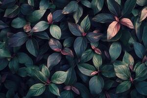 Lush green leaves with hints of pink and purple hues. photo