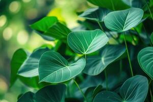 Lush green leaves with intricate patterns. photo