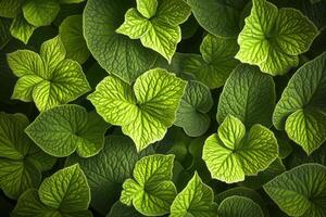 Lush green leaves with intricate textures and patterns. photo