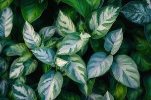 Lush green leaves with striking patterns and textures. photo