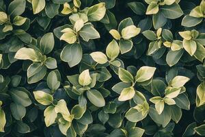 Lush green leaves with light edges in a dense arrangement. photo