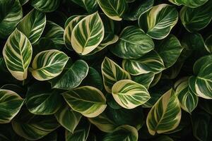 Lush green leaves with striking patterns and textures. photo