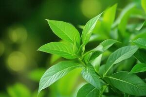 Lush green leaves with soft focus background. photo