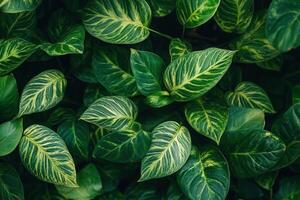 Lush green leaves with striking patterns and textures. photo