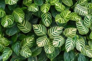 Lush green leaves with striking patterns and textures. photo